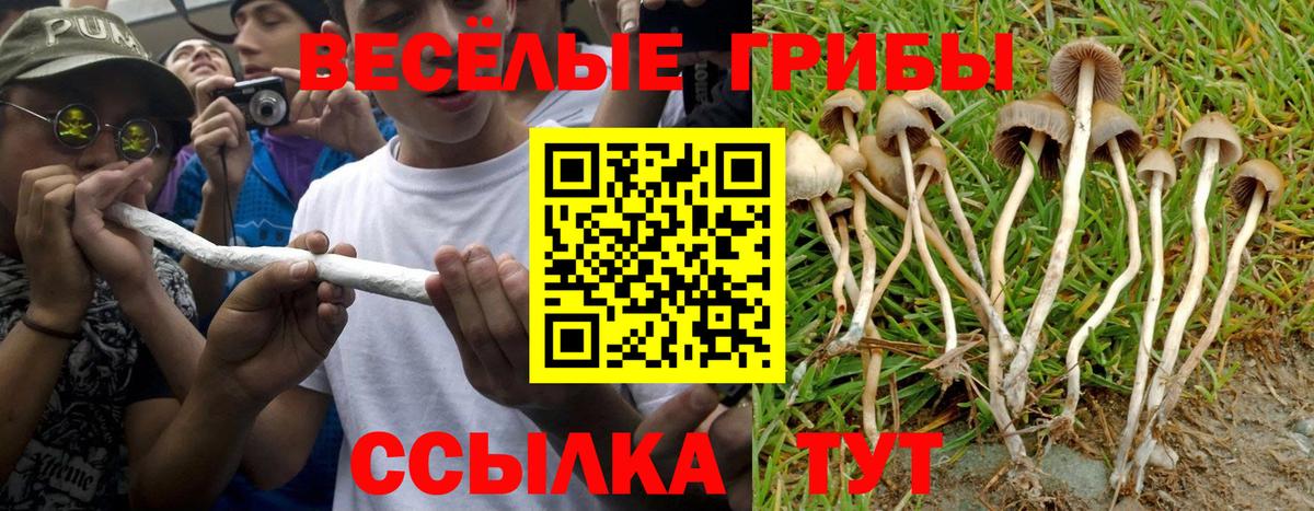 Галлюциногенные грибы Psilocybine cubensis Чернушка